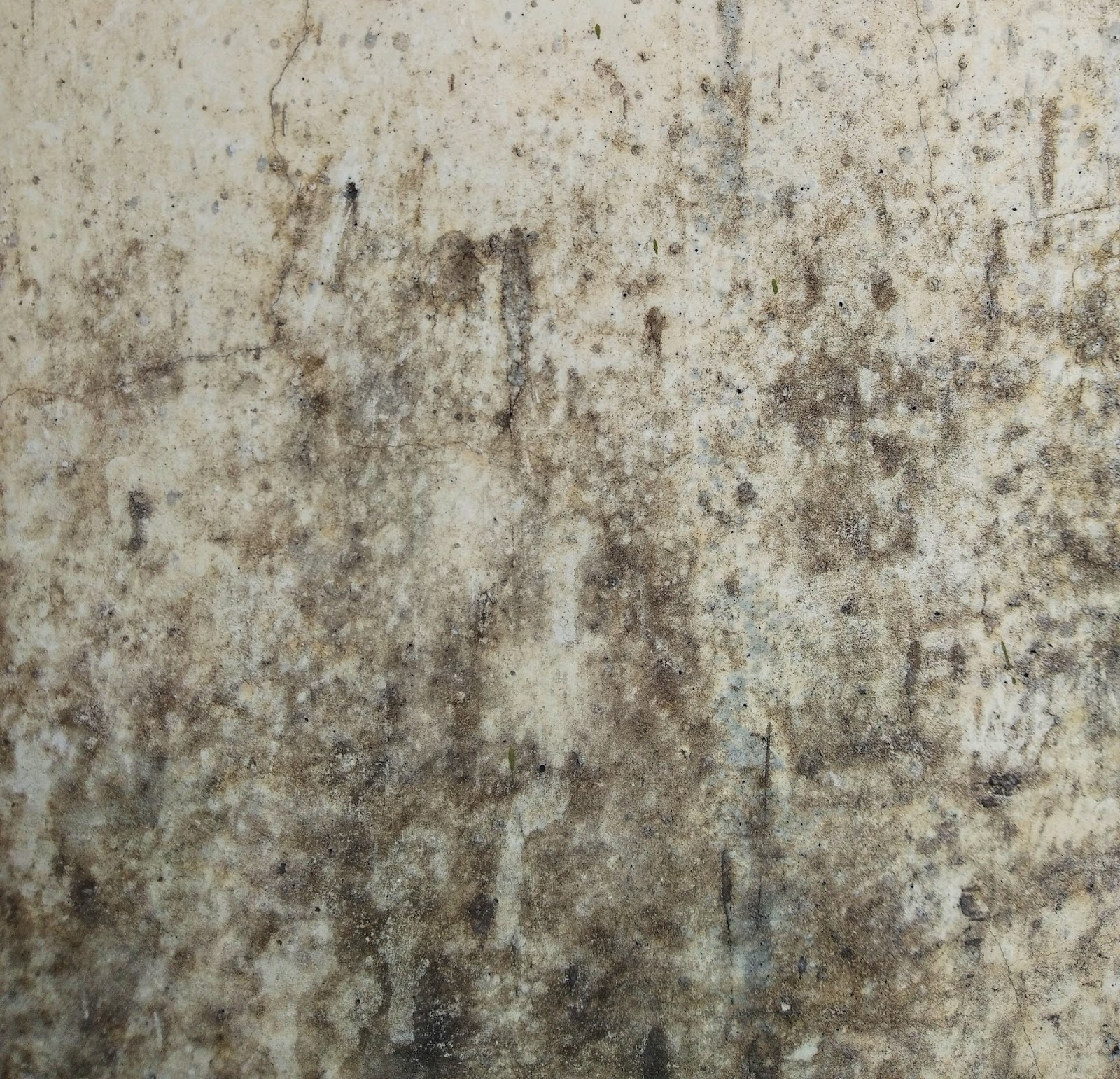 A close up image of black mould across a white wall