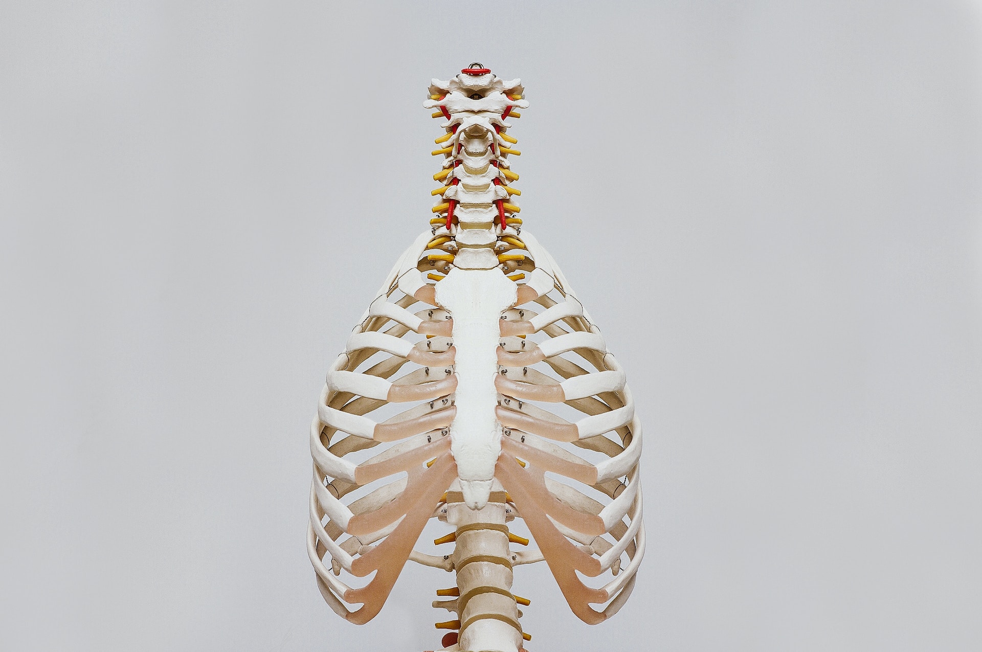 Representation of rib cage and spine