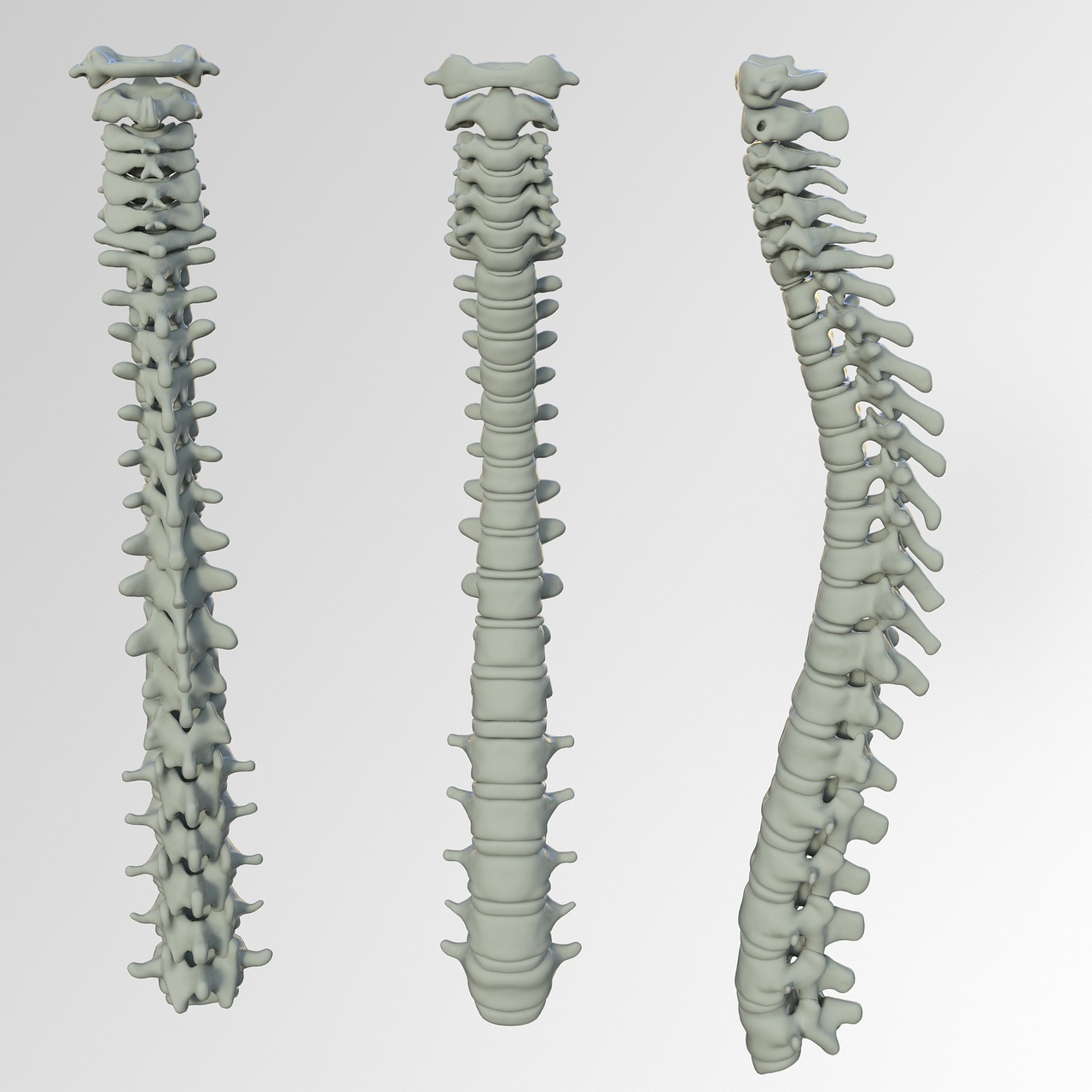 An animation of a spine
