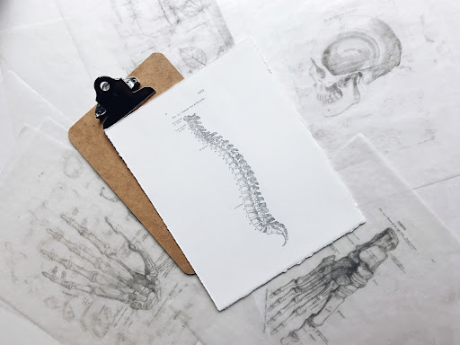 spinal cord illustration print out