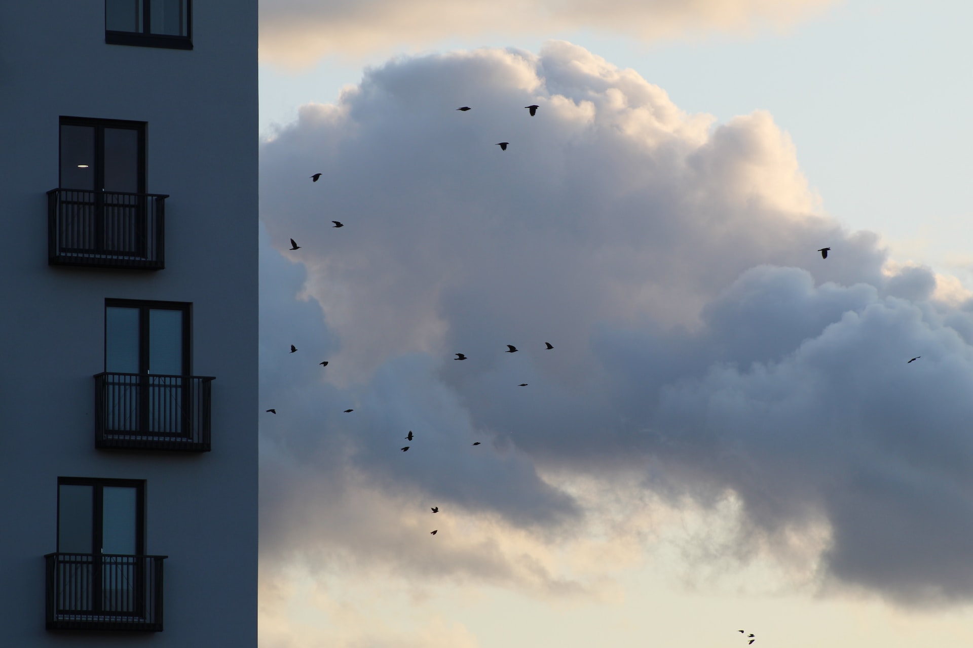birds flying past a block of flats