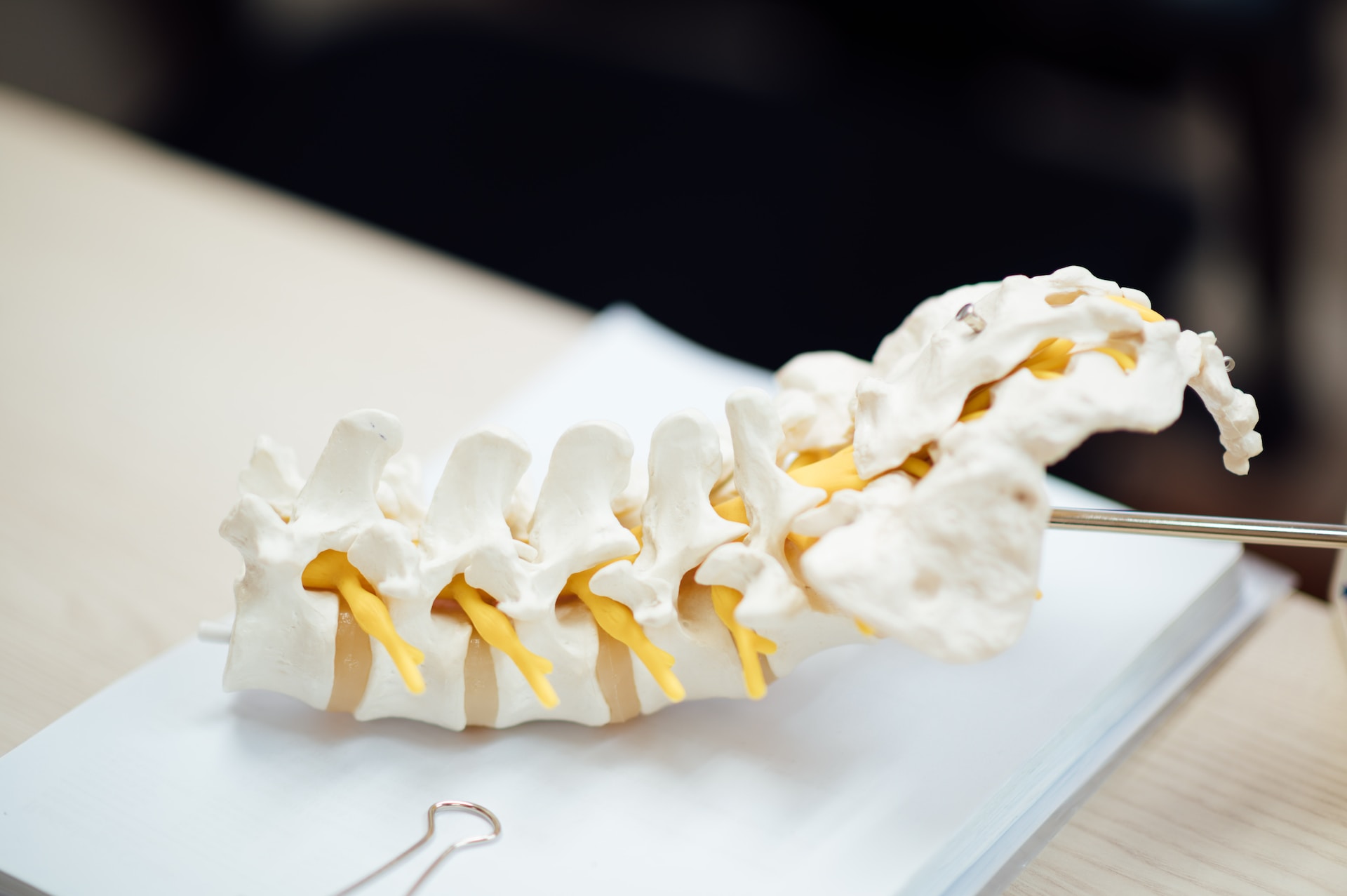 3D model of a spine