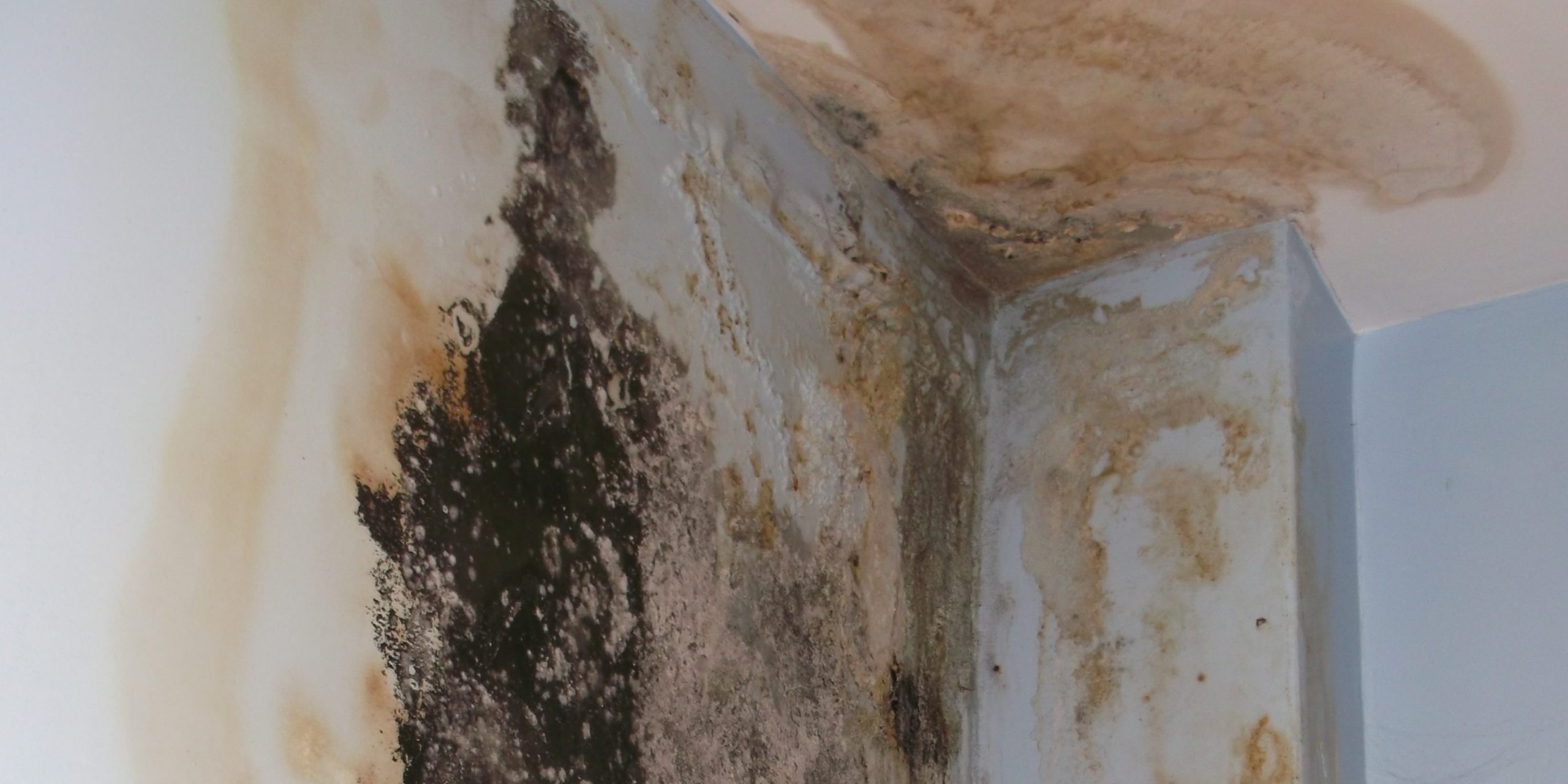 Damp and Mould